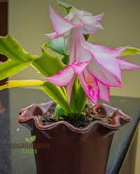 Schlumbergera Flower Seeds for Planting 100 - Flower for planting in home garden
